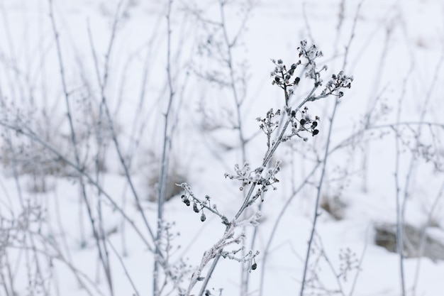 Droge takken van gras en bloemen op een winters besneeuwd veld seizoensgebonden koude natuur achtergrond winter lan