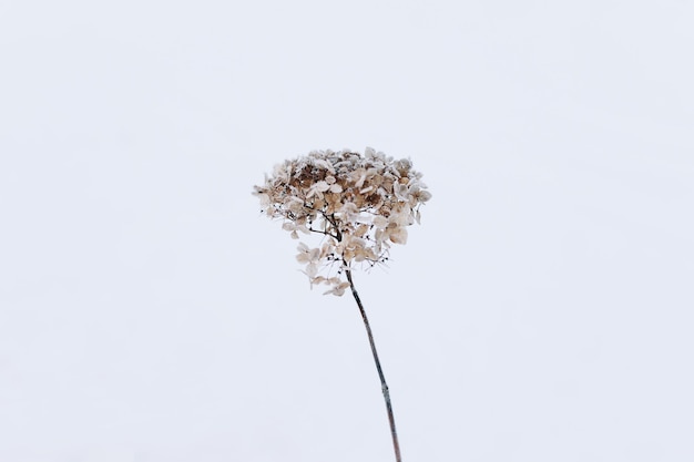 Droge takken van gras en bloemen op een winters besneeuwd veld seizoensgebonden koude natuur achtergrond winter lan