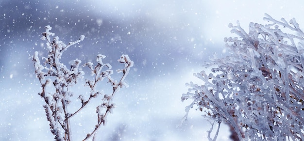 Droge takken van planten bedekt met ijs bij slecht weer in de winter Ijsvorming in de winter tijdens dooi en vorst