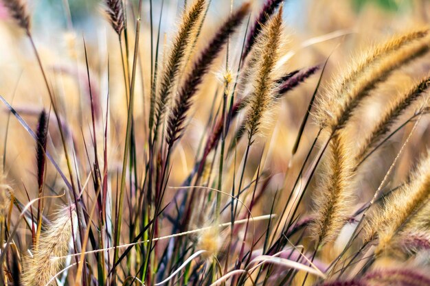 droge tarweachtergrond, droog tarweveld