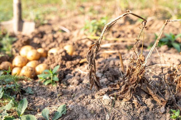 Droge toppen van aardappelen, droogte en oogstconcept