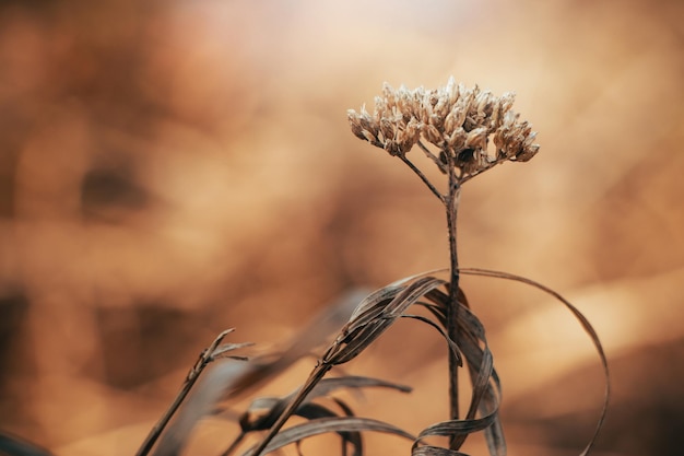 Droge trendy planten in de zon mooie herfst achtergrond gedroogde bloemen close-up poster voor interieur