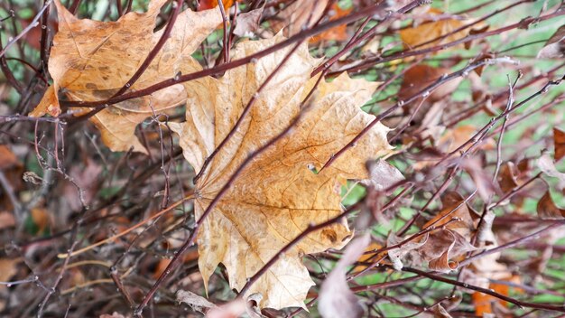 Droge verdraaide bruine struikbladeren met een onscherpe achtergrond. Gestructureerd oppervlak van opgerolde droge bladeren van bloemtakken. Herfstvervaging van de natuur. Abstracte achtergrond voor het herfstseizoen.