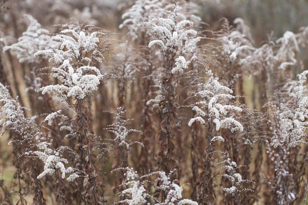 Droge zachte bloemen in het veld op beige achtergrond