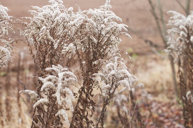 Droge zachte bloemen in het veld op beige achtergrond