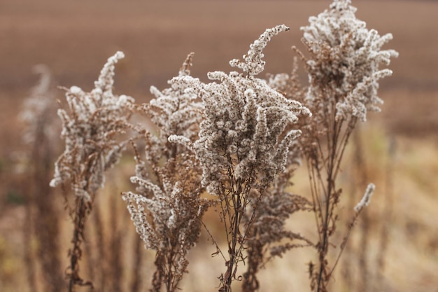 Droge zachte bloemen in het veld op beige achtergrond