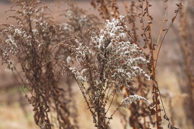 Droge zachte bloemen in het veld op beige achtergrond