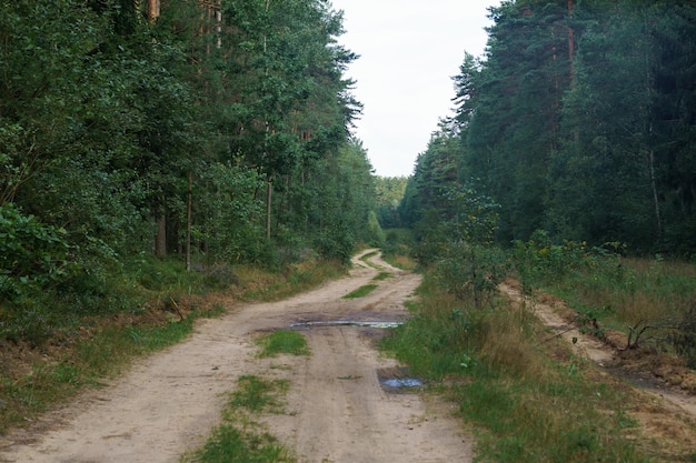 Droge zandweg door naaldbos Pad begroeid met gras rijweg Zomerbos sparrenhout