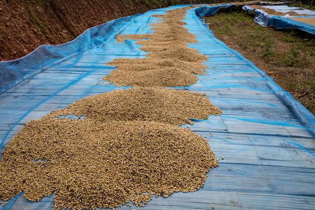 Drogende ruwe koffieboon op de industrie van de vloer lokale familie in thailand