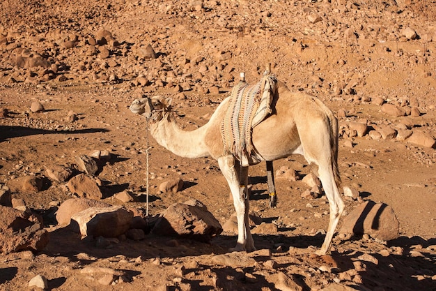 Дромедарский верблюд на фоне песков жаркой пустыни Египта Синая