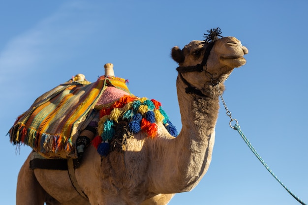 Dromedar camel in the background sands of hot desert, Egypt, Sinai