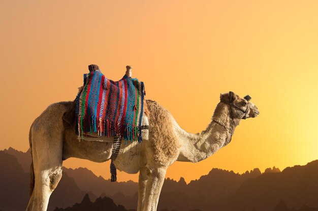 Dromedar camel in the background sands of hot desert Egypt Sinai