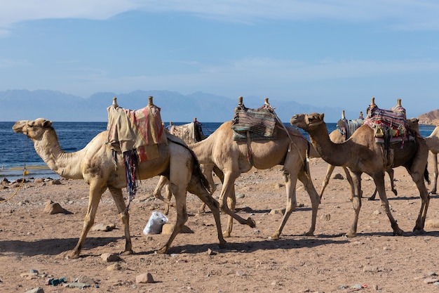 Dromedar kameel in het achtergrondzand van hete woestijn, Egypte, Sinaï