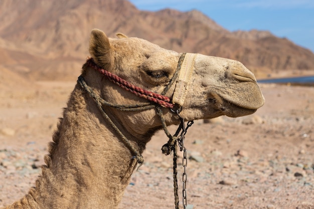 Dromedar kameel in het achtergrondzand van hete woestijn, Egypte, Sinaï