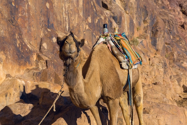 Dromedar kameel op de achtergrond van de berg van St. Mozes, Egypte, Sinaï.