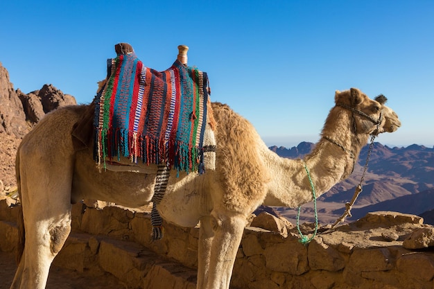 Dromedar kameel op de achtergrond zand van hete woestijn Egypte Sinaï