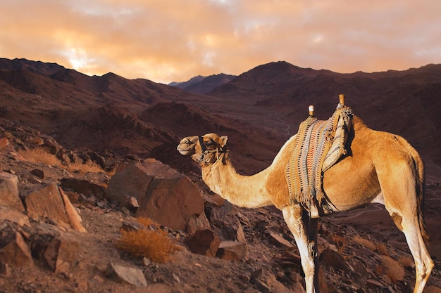 Dromedar kameel op de achtergrond zand van hete woestijn Egypte Sinaï