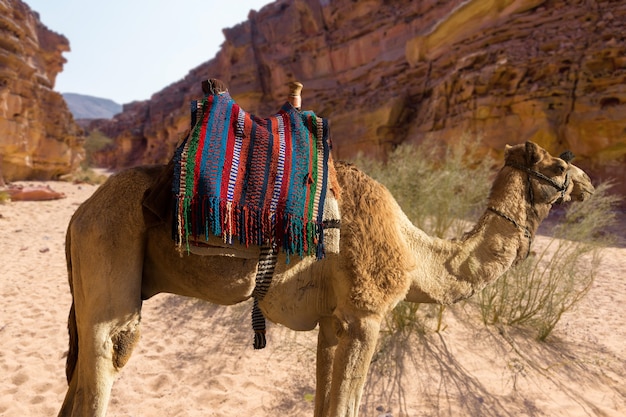Dromedar kameel op de achtergrond zand van hete woestijn Egypte Sinaï