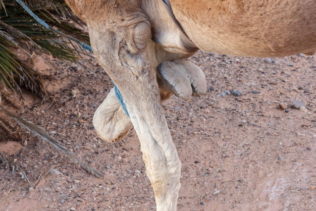 Dromedaris kameel hoef detail. Kameel met een gebonden voet in de Saharawoestijn. Dieren thema