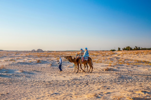 Dromedaris Kameel in Saharawoestijn Tunesië Afrika