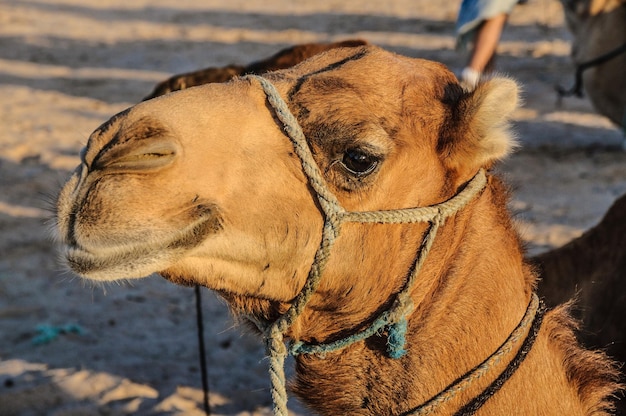 Dromedaris Kameel in Saharawoestijn Tunesië Afrika