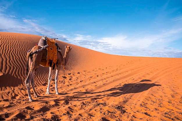 Dromedariskameel staande op zandduinen in de woestijn op zonnige zomerdag