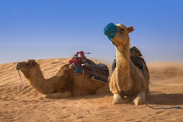 Dromedariskameel zit op het zand in de sahara-woestijn en rust