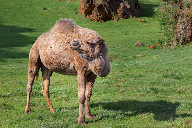 The dromedary, also called the Arabian camel.