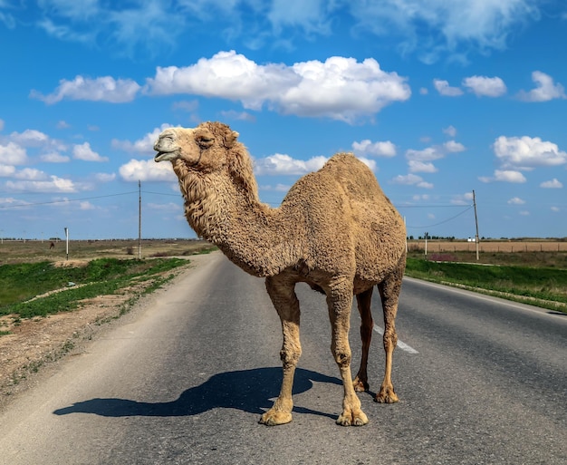 Dromedary camel in nature in spring