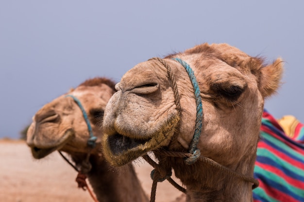 Dromedary camel relaxing