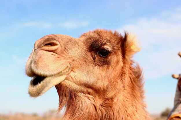 Photo dromedary in the desert near kashan