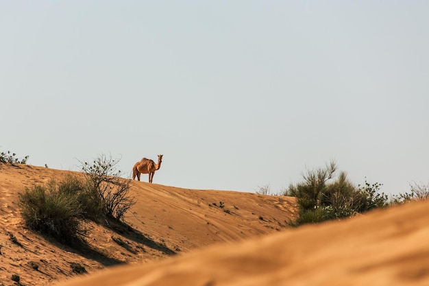 写真 ドロメダリー - アラビア砂漠のドバイ