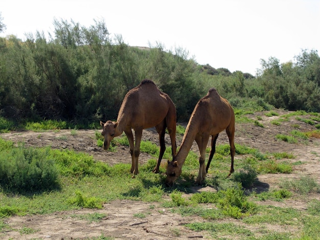 Dromedary It is the tallest of the three species of camel