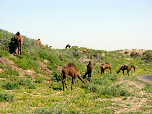 Dromedary It is the tallest of the three species of camel