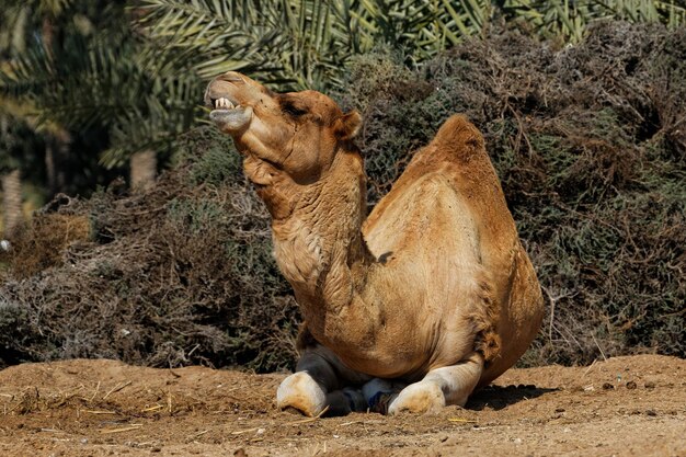 Foto dromedary kameel ontspannen op het veld