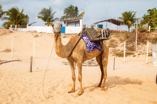 Dromedary in natal in rio grande do norte used for walks in the\
dunes of genipabu walking during the holidays enjoying the summer\
celebrating desert animals