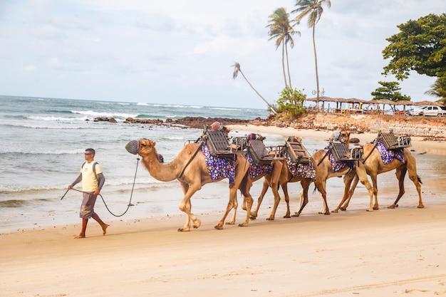 Dromedary in natal in rio grande do norte used for walks in the\
dunes of genipabu walking during the holidays enjoying the summer\
celebrating desert animals