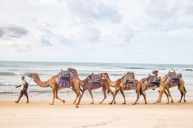 Dromedary in Natal in Rio Grande do Norte used for walks in the dunes of Genipabu walking during the holidays enjoying the summer Celebrating desert animals