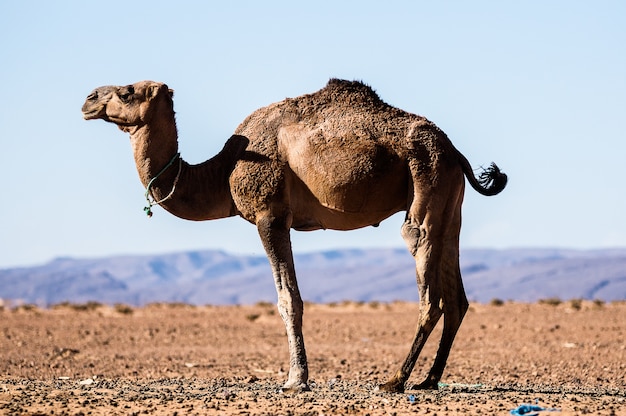 Dromedary resting in the desert