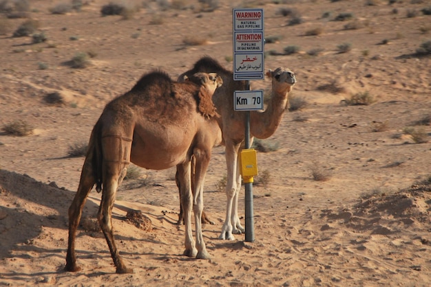 Dromedary at signpost