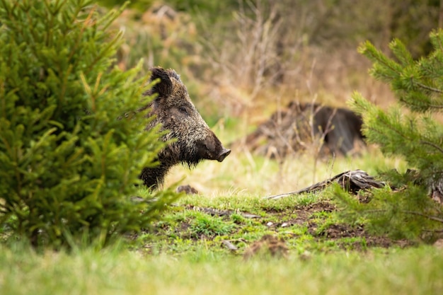 Dromerig everzwijnwachten verborgen achter de kleine boom in het de lentebos