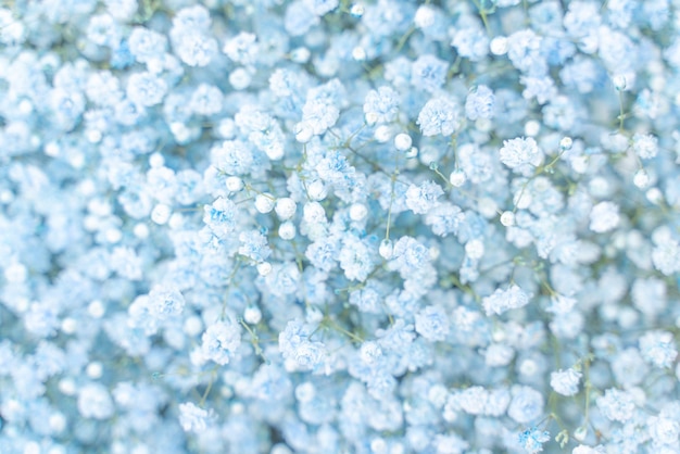 Dromerige pastelblauwe bloemenstruiken baby adem behang bloeiend levendig gipskruid