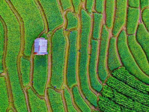 Drone aerial view at the green Terraced Rice Field in Chiangmai Thailand