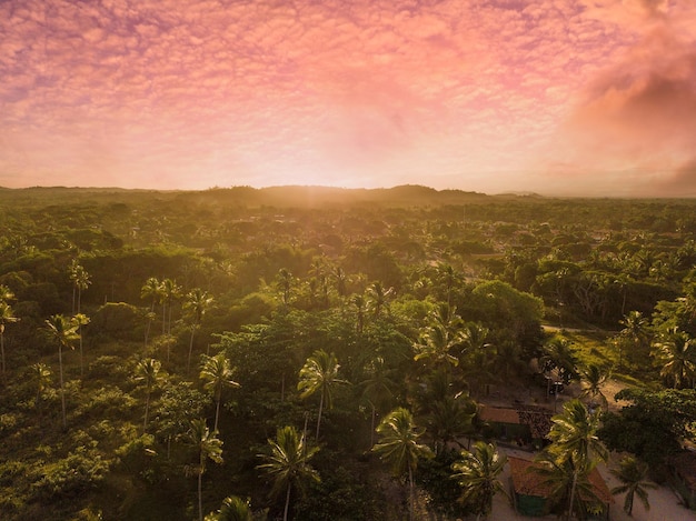 Drone aerial view of sunset over coconut trees in Ilheus Bahia Brazil