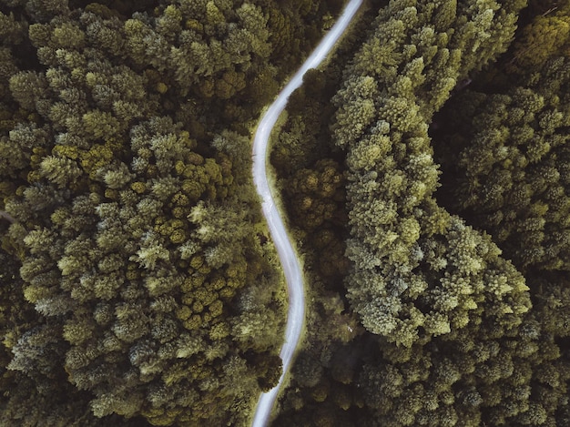 Drone-beeld van een gebogen weg te midden van bomen