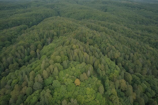 Drone-beeld van een prachtig groen bos met bomen en struiken die op het platteland groeien