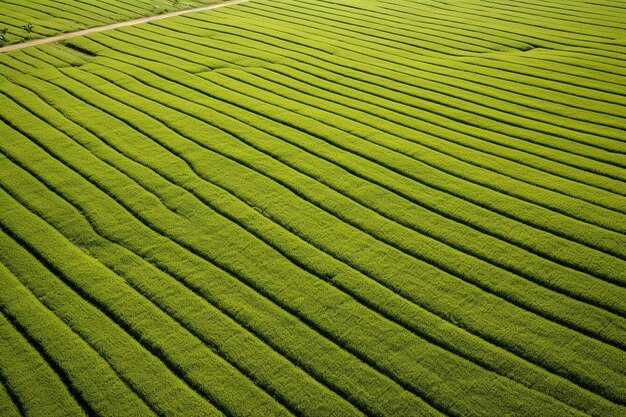 Foto drone-beeld van groene velden die in de wind zwaaien