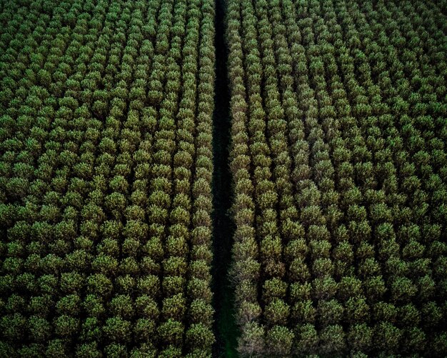 Foto controllo della foresta con droni