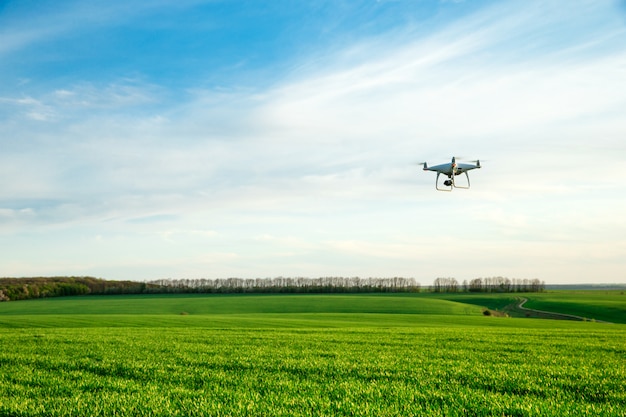 Drone flying over green wheat field in spring