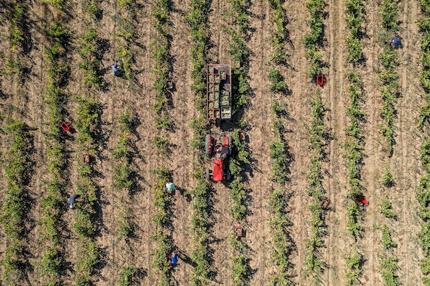 Drone-foto van een tractor in een wijngaardveld met werkende mensen